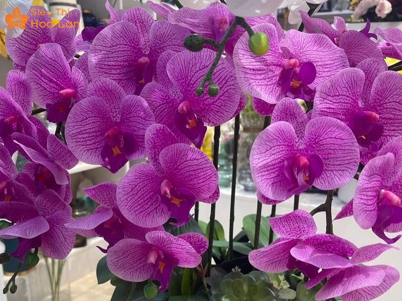 Kiểm tra sức khỏe hồ điệp