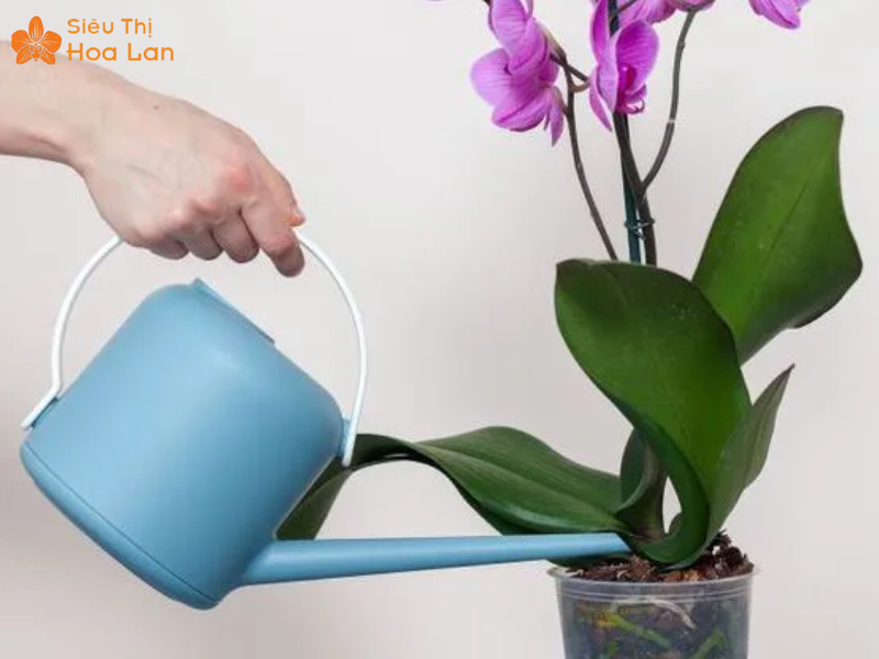 Hồ Điệp Dorital Chăm sóc cây Hồ điệp Dorital