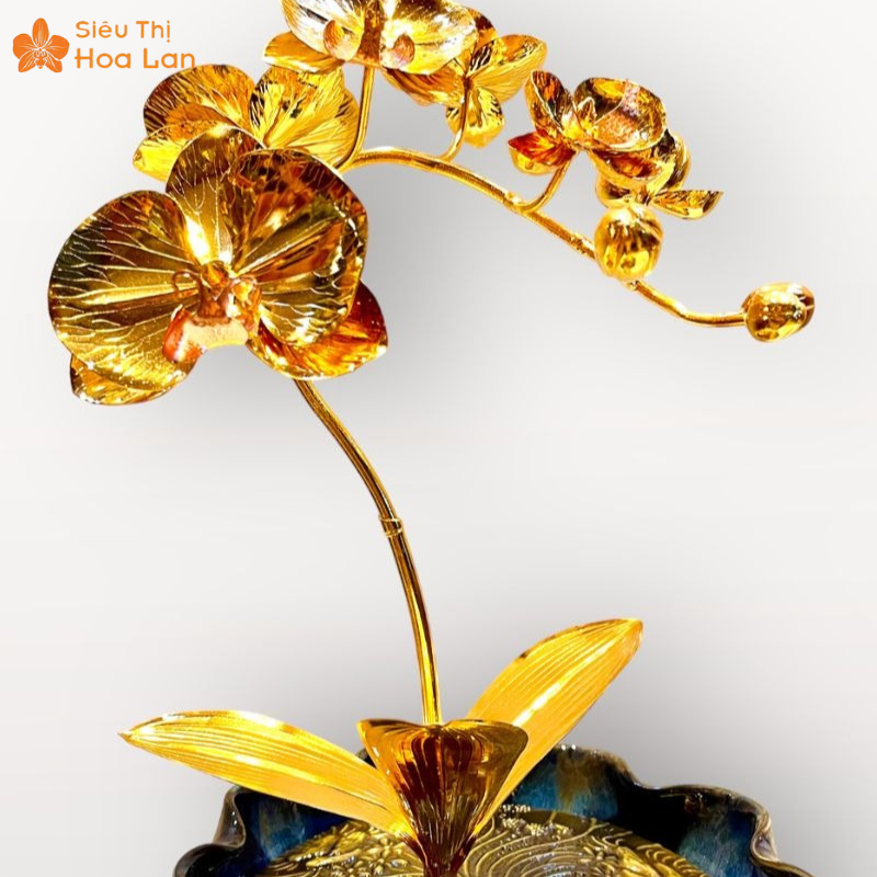 Lan Hồ Điệp Mạ Vàng hoa hồ điệp tình yêu