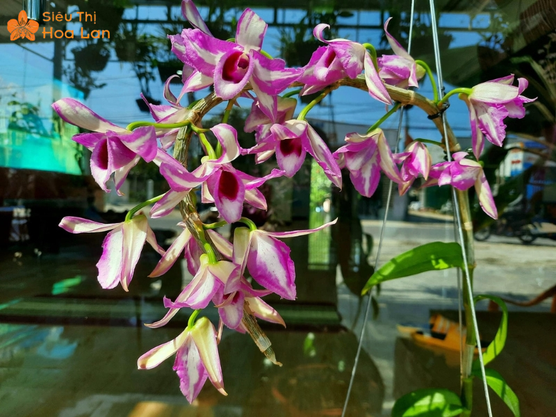 Lan Đột Biến Màu Tím Quý Hiếm, Vẻ Đẹp Độc Lạ Và Sang Trọng Bậc Nhất lan hồ điệp đột biến tím