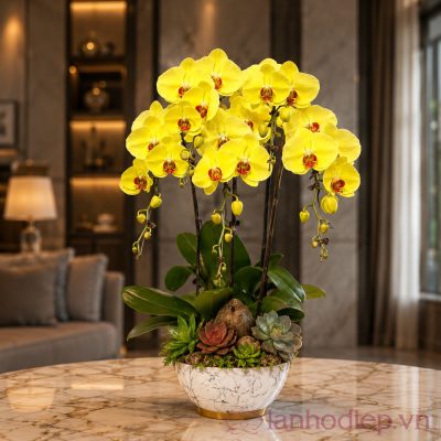 Lan Hồ Điệp Vàng Chanh lan h diep da lat 36