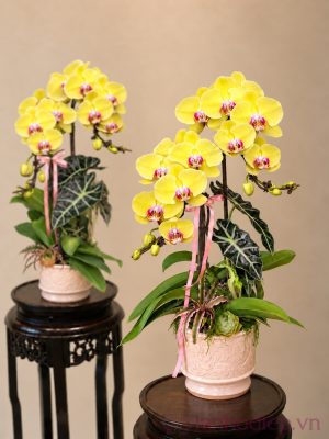 Lan Hồ Điệp Vàng Chanh lan ho diep 6