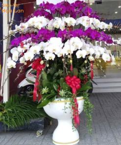 nhiệt độ hoa hồ điệp 79