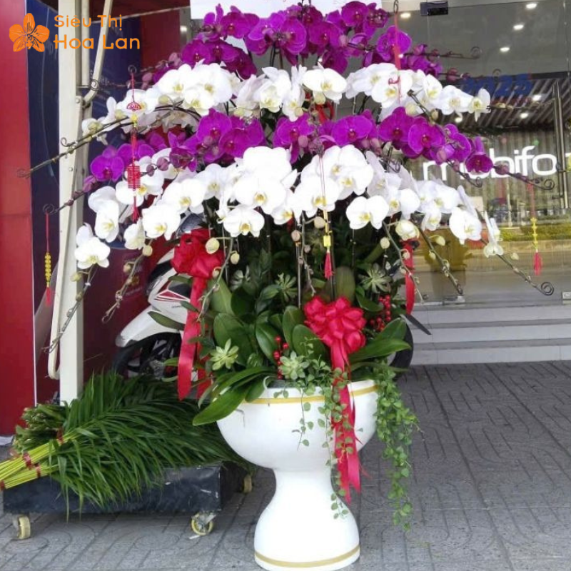 Lan Hồ Điệp 79 nhiệt độ hoa hồ điệp 79