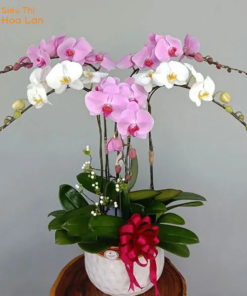 Mẫu Hoa Lan Hồ Điệp Loại 1 Giá Rẻ, Đẹp Và Sang Trọng – Sieuthihoalan Mua lan hồ điệp loại 1