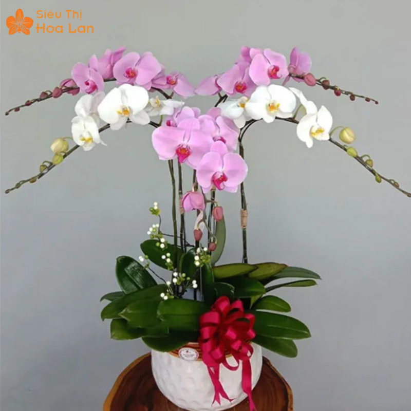 Mẫu Hoa Lan Hồ Điệp Loại 1 Giá Rẻ, Đẹp Và Sang Trọng – Sieuthihoalan Mua lan hồ điệp loại 1