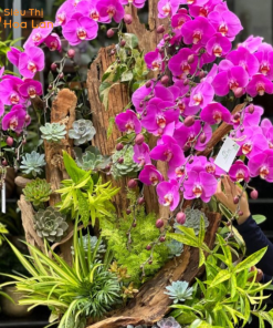 Giá Chậu Lan Hồ Điệp 20 Cành Chăm bón hoa hồ điệp 20 cành