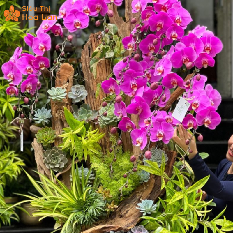 Giá Chậu Lan Hồ Điệp 20 Cành Chăm bón hoa hồ điệp 20 cành