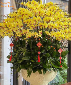 ý nghĩa hoa hồ điệp vip