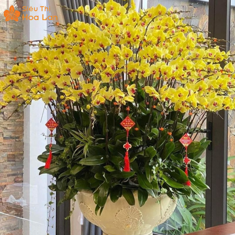 Lan Hồ Điệp 79 ý nghĩa hoa hồ điệp vip