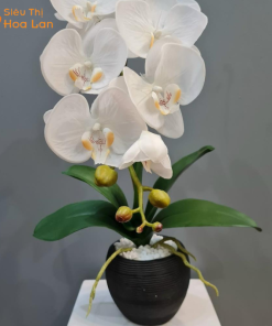 Mua lan hồ điệp loại 1