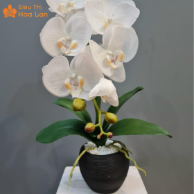 Mẫu Hoa Lan Hồ Điệp Loại 1 Giá Rẻ, Đẹp Và Sang Trọng – Sieuthihoalan