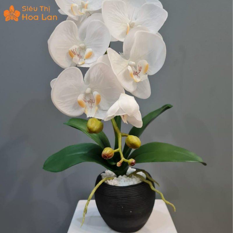 Mẫu Hoa Lan Hồ Điệp Loại 1 Giá Rẻ, Đẹp Và Sang Trọng – Sieuthihoalan Chậu lan hồ điệp sang trọng