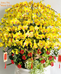 hoa hồ điệp vip 79