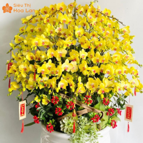 hoa hồ điệp vip 79