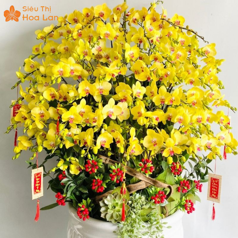 Lan Hồ Điệp 79 hoa hồ điệp vip 79