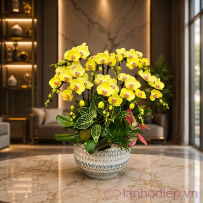 Lan Hồ Điệp Vàng Chanh lan ho diep toa sang