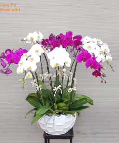 ý nghĩa hoa lan hồ điệp