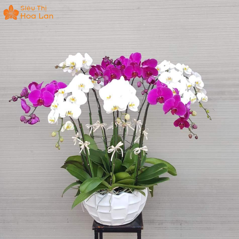 Bó Hoa Lan Hồ Điệp Tươi Siêu Xinh Đẹp, Ý Nghĩa Và Sang Trọng Bậc Nhất ý nghĩa hoa lan hồ điệp