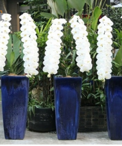 Hồ Điệp Khủng Long giá hoa hồ điệp khủng long