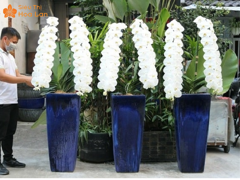 Hồ Điệp Khủng Long giá hoa hồ điệp khủng long