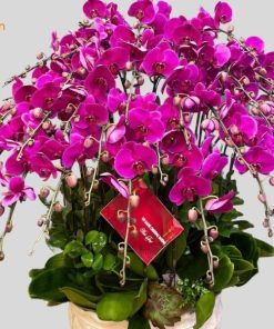 hồ điệp tím chất lượng cao