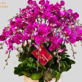 hồ điệp tím chất lượng cao