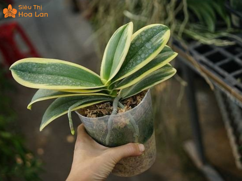 Lan Hồ Điệp Lá Biên Lan viền lá khác biệt