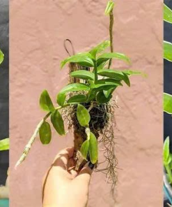 Cây Hồng Hồ Điệp Mini Thủy Sinh Mang Sắc Thái Mê Hoặc Và Sang Trọng gây giống hồng hồ điệp thủy sinh