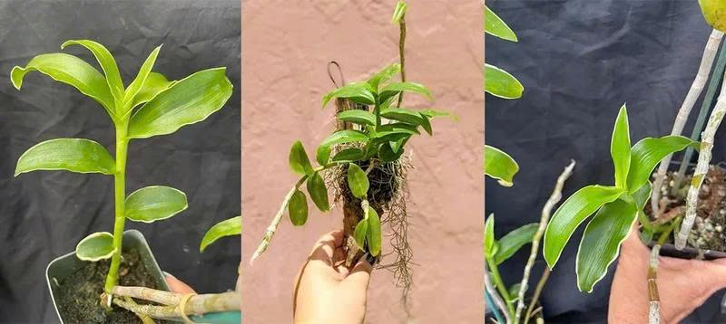 Cây Hồng Hồ Điệp Mini Thủy Sinh Mang Sắc Thái Mê Hoặc Và Sang Trọng gây giống hồng hồ điệp thủy sinh