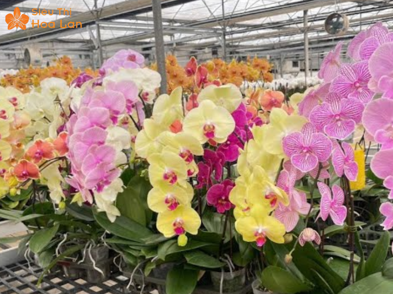 Hồ Điệp Khủng Long ý nghĩa màu hoa hồ điệp khủng long