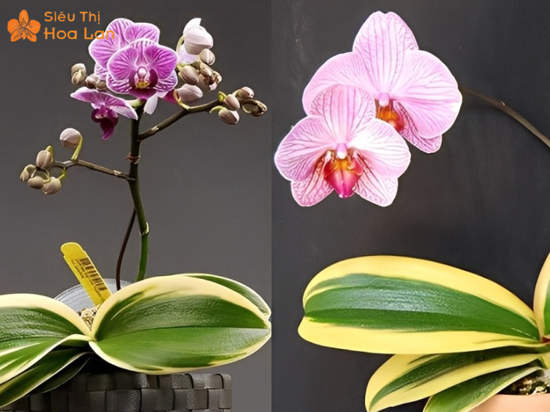 Lan Hồ Điệp Lá Biên Hồ điệp đột biến lá