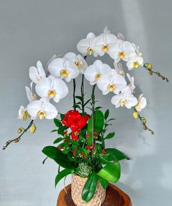 Chậu Hoa Hồ Điệp Màu Trắng 5 Cành Chậu Sứ LHD-MT-5-CS-02