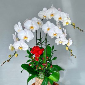 Chậu Hoa Hồ Điệp Màu Trắng 5 Cành Chậu Sứ LHD-MT-5-CS-02