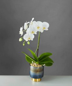 Chậu Hoa Hồ Điệp Màu Trắng 5 Cành Chậu Sứ LHD-MT-5-CS-02 dung don chen quanh bau re de co dinh canh lan