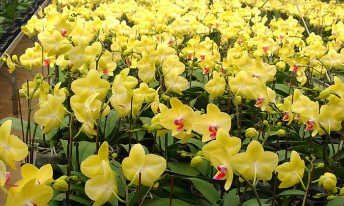 Ý Nghĩa Số Cành Lan Hồ Điệp Theo Màu Sắc Và Cách Chọn Cho Mỗi Dịp Tặng hoa lan cắm bao nhiêu cành