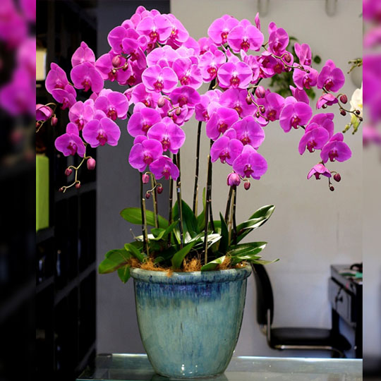 Ý Nghĩa Hoa Lan Tím Đặc Điểm, Cách Trồng Và Chăm Sóc Đơn Giản Tại Nhà ý nghĩa hoa lan tím làm quà