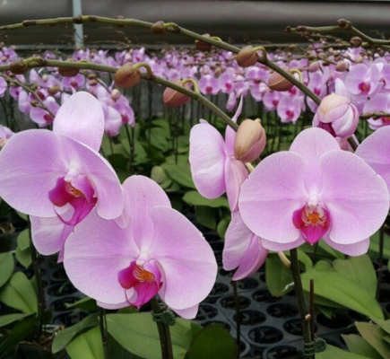 đặc điểm và ý nghĩa hoa lan tím