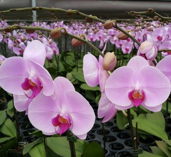 Ý Nghĩa Hoa Lan Tím Đặc Điểm, Cách Trồng Và Chăm Sóc Đơn Giản Tại Nhà đặc điểm và ý nghĩa hoa lan tím