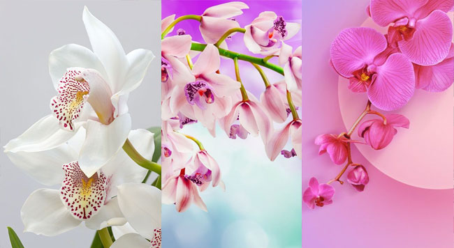 Ý Nghĩa Hoa Lan Tím Đặc Điểm, Cách Trồng Và Chăm Sóc Đơn Giản Tại Nhà ý nghĩa hoa lan tím theo quốc gia