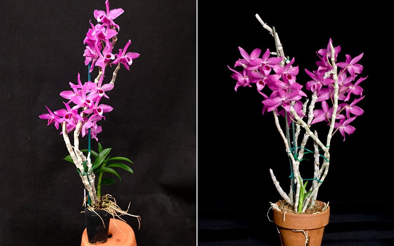 Ý Nghĩa Hoa Lan Tím Đặc Điểm, Cách Trồng Và Chăm Sóc Đơn Giản Tại Nhà cách chăm sóc và ý nghĩa hoa lan tím