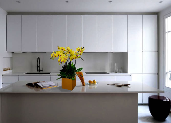 Ý Nghĩa Số Cành Lan Hồ Điệp Theo Màu Sắc Và Cách Chọn Cho Mỗi Dịp Tặng ý nghĩa số cành lan hồ điệp