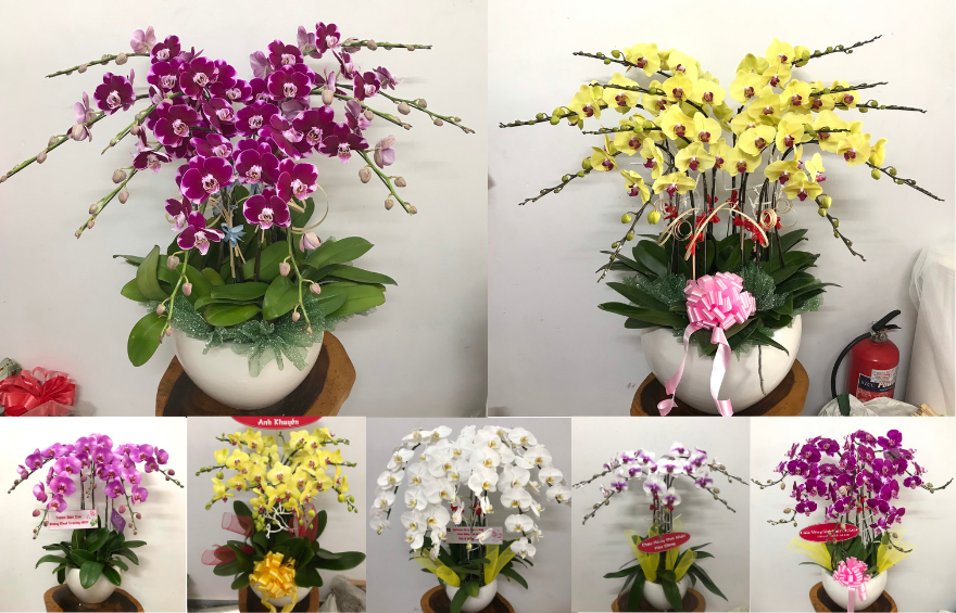 Ý Nghĩa Số Cành Lan Hồ Điệp Theo Màu Sắc Và Cách Chọn Cho Mỗi Dịp Tặng hoa lan cắm bao nhiêu cành