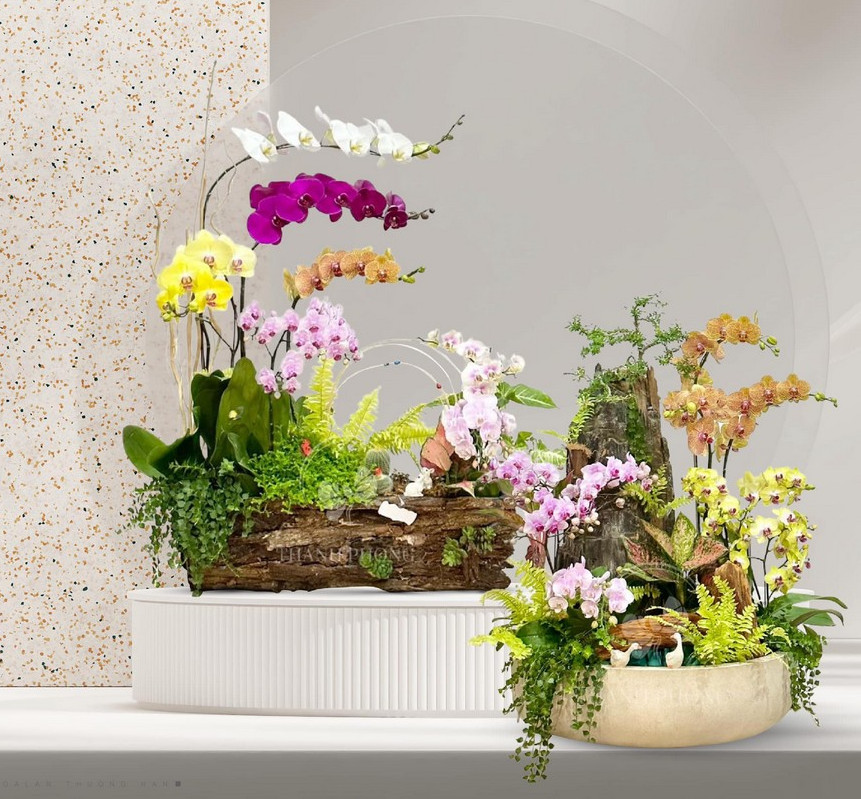 Ý Nghĩa Số Cành Lan Hồ Điệp Theo Màu Sắc Và Cách Chọn Cho Mỗi Dịp Tặng ý nghĩa số cành lan hồ điệp