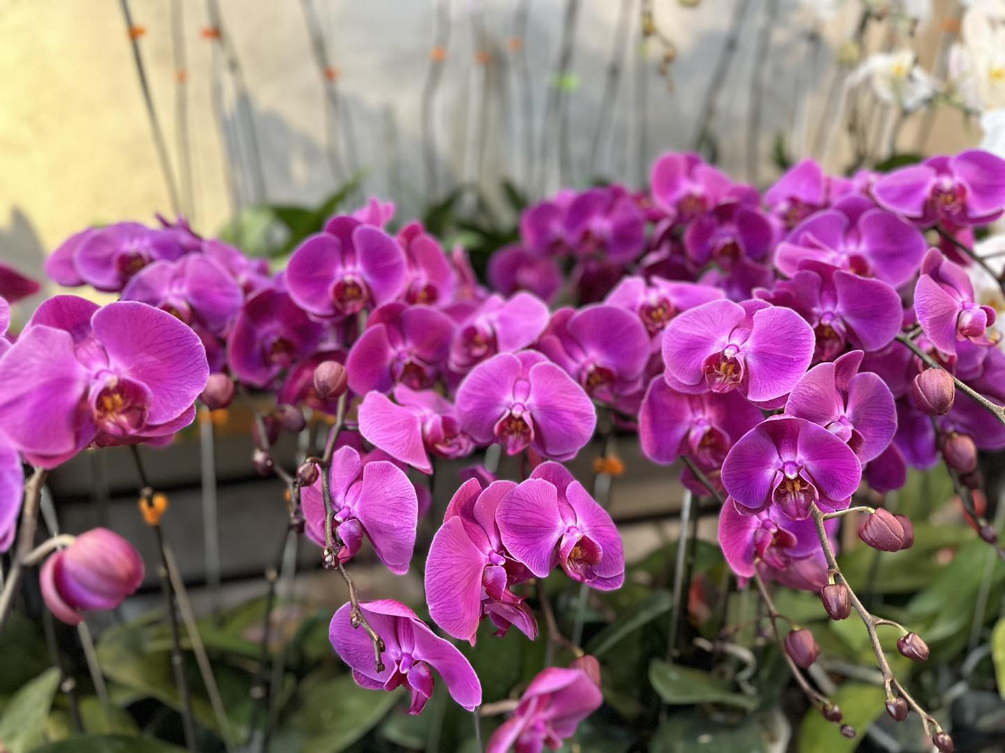 Ý Nghĩa Số Cành Lan Hồ Điệp Theo Màu Sắc Và Cách Chọn Cho Mỗi Dịp Tặng hoa lan cắm bao nhiêu cành