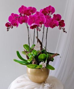 Lan Hồ điệp màu hồng 4 cành LHD-MH-4-CS-02