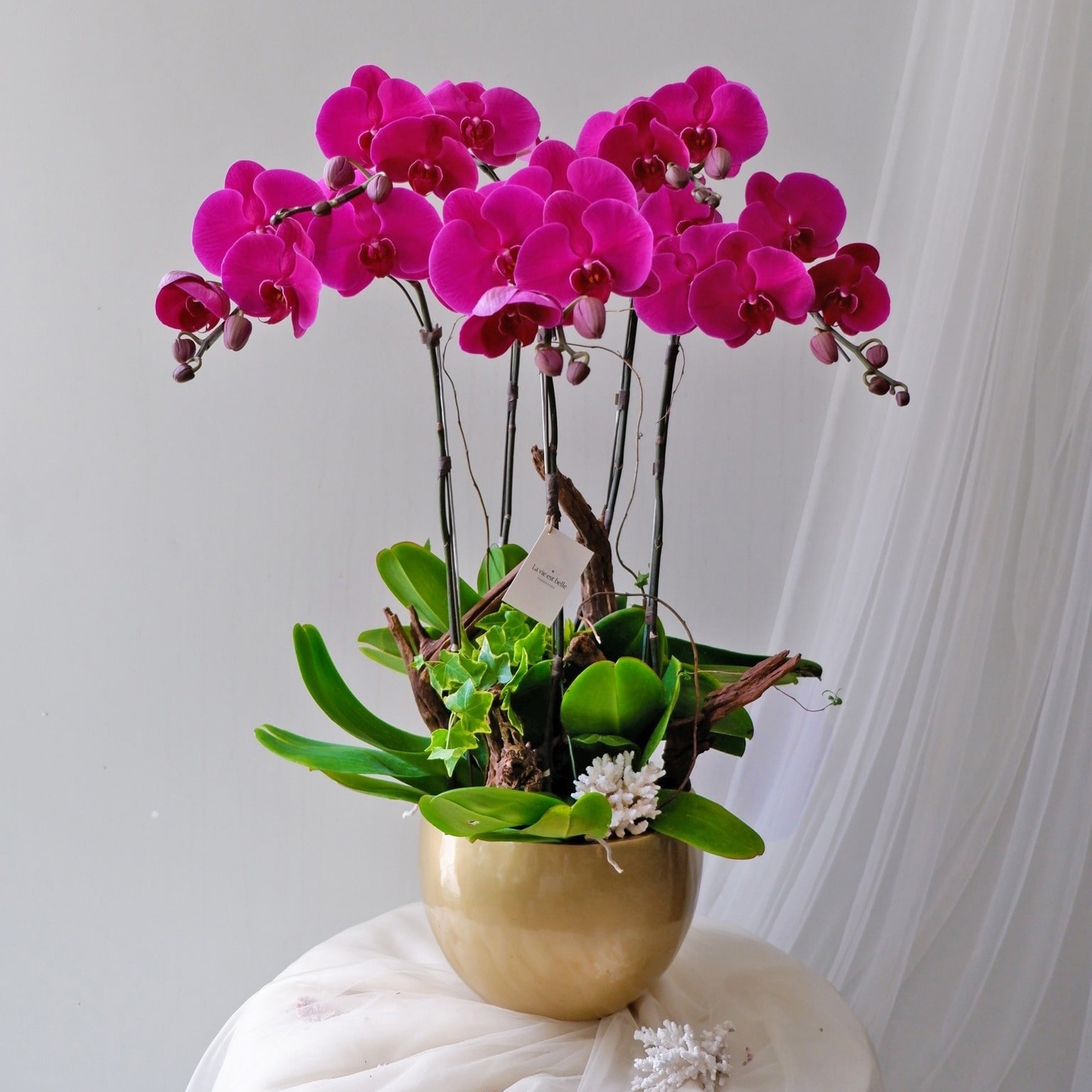 Lan Hồ điệp màu hồng 4 cành LHD-MH-4-CS-02