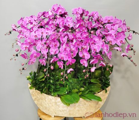 Ý Nghĩa Hoa Lan Tím Đặc Điểm, Cách Trồng Và Chăm Sóc Đơn Giản Tại Nhà quà tặng và ý nghĩa hoa lan tím