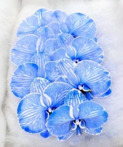 Apollo nhuộm xanh blue đẹp