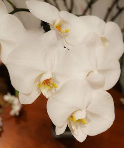 Các màu hoa Lan Apollo